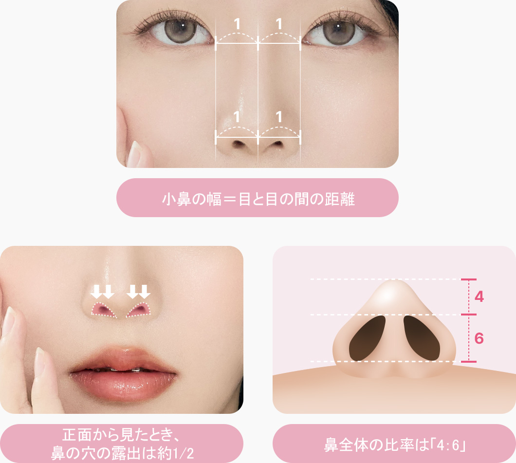 콧볼 폭 눈 사이 거리가 같음 정면에서 콧구멍이 반만 노출 코 전체 코 전체 비주 콧구멍 4대6 비율